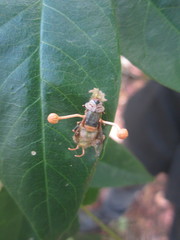 Ophiocordyceps dipterigena