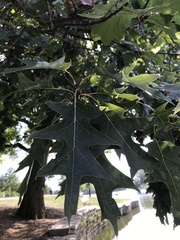 Quercus velutina