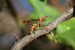 Polistes fastidiosus