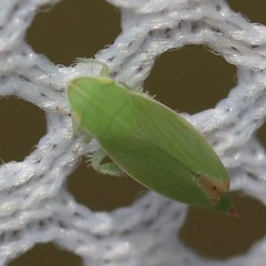 Memnonia flavida