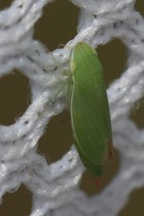 Memnonia flavida