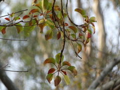 Terminalia bellirica