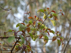 Terminalia bellirica