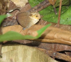 Splendeuptychia tupinamba