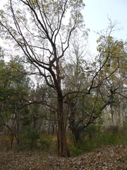 Terminalia bellirica