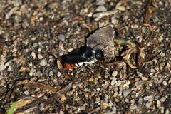 Megachilini