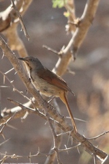 Cichladusa arquata