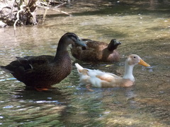 Anas platyrhynchos domesticus