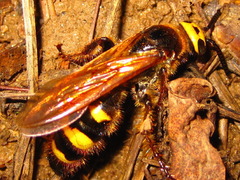 Scoliidae