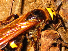 Scoliidae