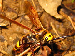 Scoliidae