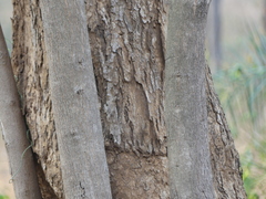 Terminalia bellirica