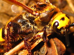 Scoliidae