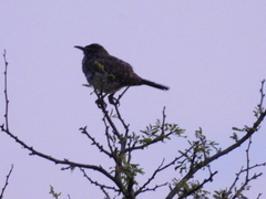 Campylorhynchus brunneicapillus