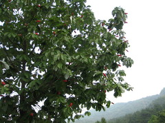 Magnoliopsida