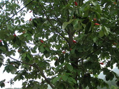 Magnoliopsida