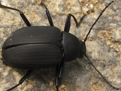 Plesiophthalmus davidis