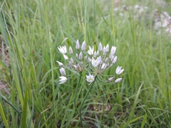 Allium moschatum