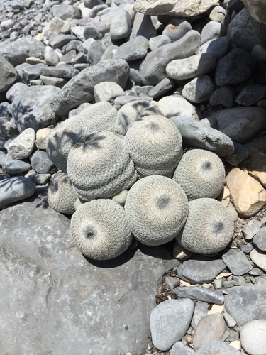 Epithelantha cryptica