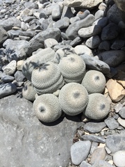 Epithelantha cryptica