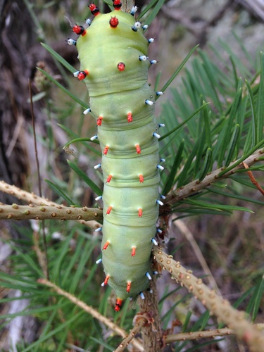 Ceanothus Silk Moth