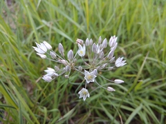 Allium moschatum