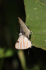 Hemiolaus caeculus caeculus