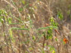 Asparagus racemosus