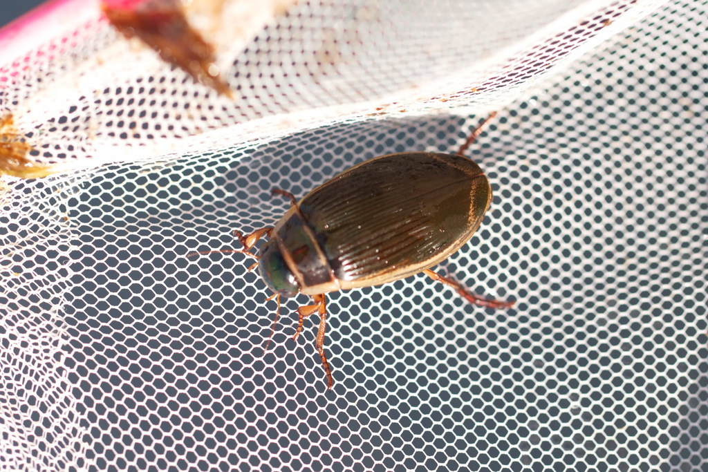 Dytiscus circumcinctus