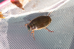 Dytiscus circumcinctus