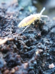 Entomobrya atrocincta