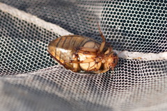 Dytiscus circumcinctus