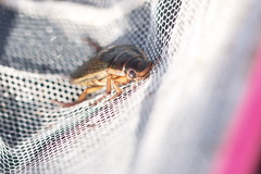 Dytiscus circumcinctus