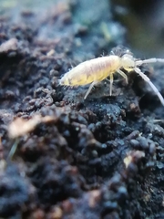 Entomobrya atrocincta