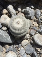 Epithelantha