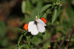 Colotis euippe