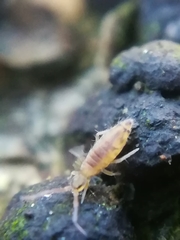 Entomobrya atrocincta