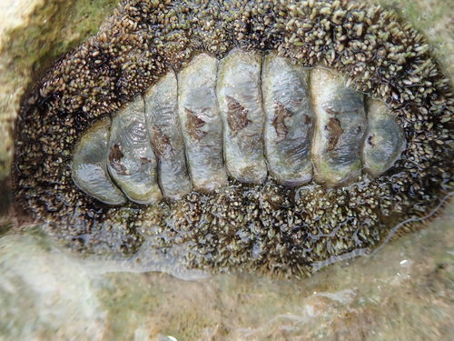 Jewelled Chiton