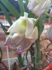 Catasetum