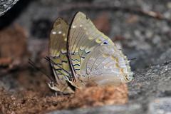 Charaxes cithaeron