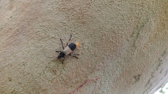 Chauliognathus tripartitus