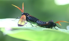 Isanthrene perboscii