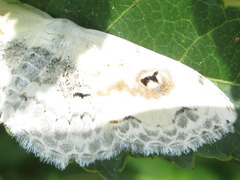Scopula indicataria