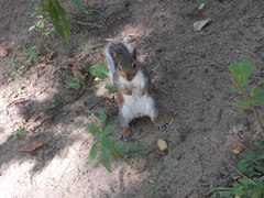Sciurus carolinensis