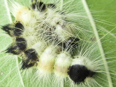 Acronicta major