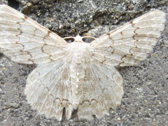 Pingasa pseudoterpnaria