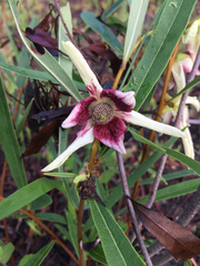 Asimina angustifolia image