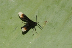 Pompiliodes albomarginata