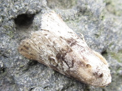 Bryophilina mollicula