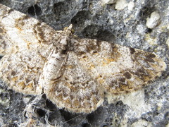 Protoboarmia simpliciaria